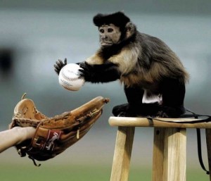 funny sports monkee baseball