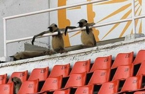 Funny Sports Monkees Baseball