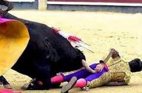 Bull Fighting