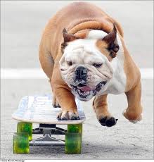 Every Dog Has His Day Funny Sports Picture