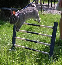 Bunny Jumping