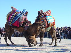 Camel Wreslting