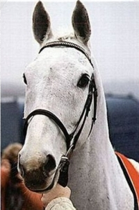 Desert Orchid