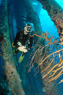 Diver under the Salt Pier, Bonaire, Dutch Antilles
