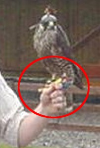 Aa_2006_05_06_peregrine_tiercel_on_bare_hand_02_300x600